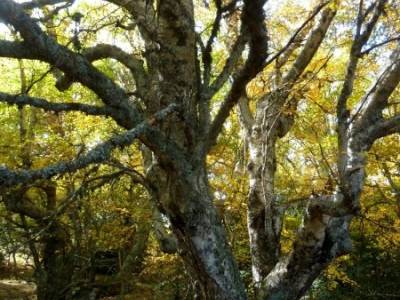 La Dehesa Bonita - Abedular de Somosierra_ excursiones cerca de Madrid